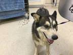 Adopt Dog a Siberian Husky