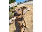 Adopt Canelo a Shepherd