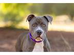 Adopt Percy a Pit Bull Terrier