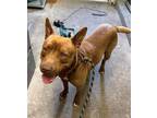 Adopt BEAR a Pit Bull Terrier