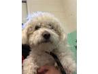 Adopt A692414 a Poodle