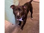 Adopt PINOCCHIO a Pit Bull Terrier