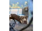 Adopt A692203 a Pit Bull Terrier