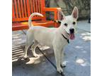 Adopt ARMADILLO a Siberian Husky, Mixed Breed