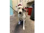 Adopt SPOT a Pit Bull Terrier