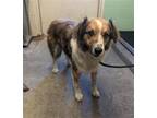 Adopt SMILEZ a Australian Shepherd