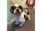 Adopt WRENCH a Shih Tzu