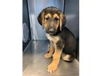 Adopt SISU a Labrador Retriever, German Shepherd Dog