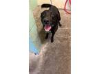 Adopt MOWGLI a Labrador Retriever