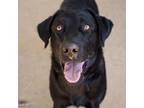 Adopt KOAL a Labrador Retriever