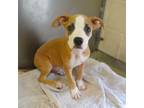 Adopt NUGGET a Pit Bull Terrier