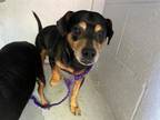Adopt ROCKY a Miniature Pinscher, Mixed Breed
