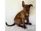 Adopt RAINIER a Pit Bull Terrier, Mixed Breed