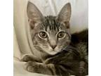 Adopt Dylan a Tabby, Domestic Short Hair