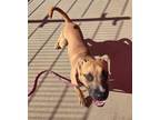 Adopt HAL a Pit Bull Terrier, Mixed Breed