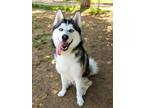 Adopt RENO a Siberian Husky