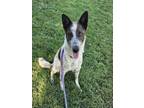 Adopt SCHNAPPS a Australian Cattle Dog / Blue Heeler, Mixed Breed