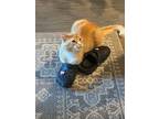 Adopt PRINCE a Domestic Medium Hair