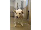 Adopt BUDDY a German Shepherd Dog, Labrador Retriever
