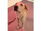 Adopt DONATO a Labrador Retriever