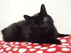 Adopt GIZMO a Manx
