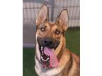 Adopt ANDY a German Shepherd Dog, Belgian Shepherd / Malinois