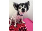 Adopt JAY JAY a Papillon, Mixed Breed