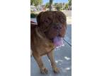 Adopt STITCH a Dogue de Bordeaux
