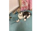 Adopt Elliot a Tabby