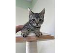Adopt Milo a Domestic Short Hair