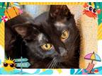 Adopt ACE VENTURA a Domestic Medium Hair