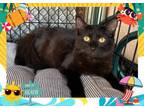 Adopt AVERAGE JOE a Domestic Medium Hair
