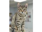 Adopt Clint a American Shorthair