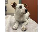 Adopt UNKNOWN a Australian Cattle Dog / Blue Heeler