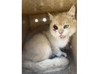 Adopt UNKNOWN a British Shorthair