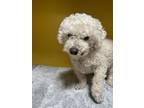 Adopt RAMON a Bichon Frise