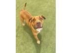 Adopt KILO a Staffordshire Bull Terrier