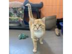 Adopt Cheerio a Domestic Short Hair