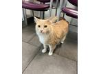 Adopt SUNNY a Domestic Long Hair