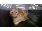 Adopt COLBY a Domestic Short Hair