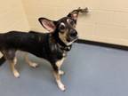 Adopt GUNTER a German Shepherd Dog, Great Pyrenees