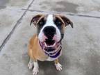 Adopt TYSON a Boxer, Mixed Breed