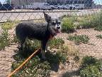 Adopt CAMPER a Yorkshire Terrier, Mixed Breed