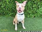 Adopt EGBERT a Pit Bull Terrier