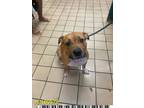 Adopt A2180579 a American Staffordshire Terrier