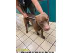 Adopt HERSHEY a Pit Bull Terrier