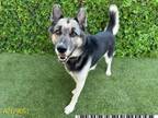 Adopt BLUE a German Shepherd Dog, Mixed Breed