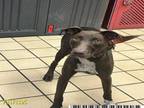 Adopt A2171195 a Pointer, Mixed Breed