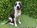 Adopt KEN GRIFFEY JR a Pit Bull Terrier