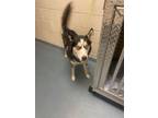 Adopt KING LOUIE a Siberian Husky